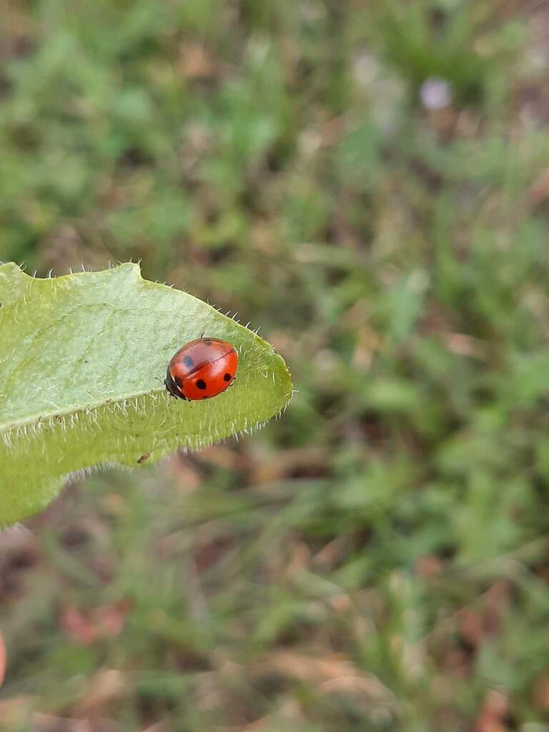 foto11